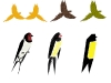 chorvat2